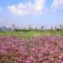 Best Spring Events in Asunción: Festivals, Concerts & Cultural Experiences